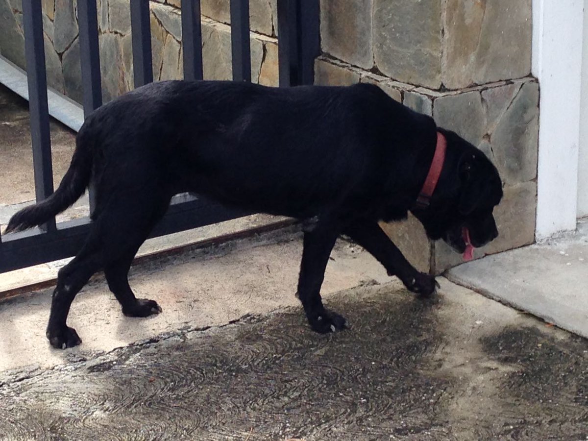Esta perrita se extravió hoy sábado en Pdos delEste. Negra, collar rojo. Niños lloran su desaparición. Por favor reporten por aquí si la ven