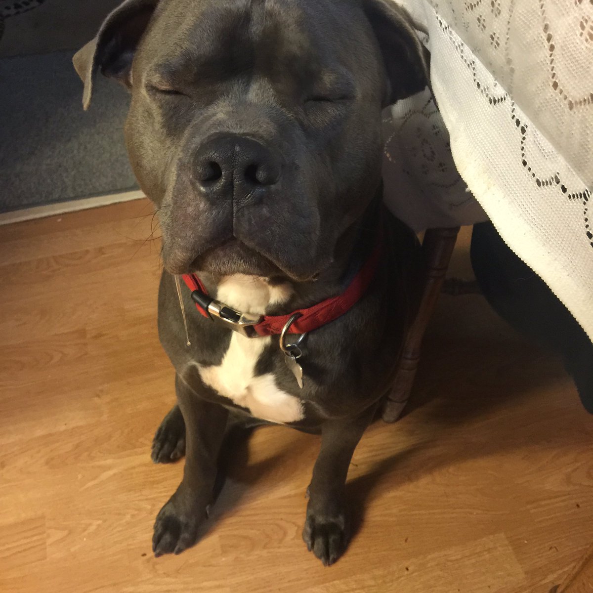 KENHOBI's tweet photo. I cant find my other pictures of my other pupper but here's my aunts cutie that I love so so much https://t.co/GDbhgn5uqr