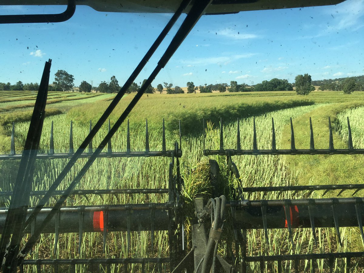 Windrowing the 970 was a challenge for the 40 ft windrower cross auger worked a treat!!