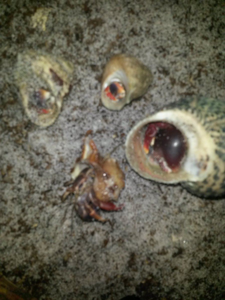 MysticalAlana's tweet photo. I always pull Hermit card for myself and I am a Cancer.  My #tarot and sign picked my spirit pet. Meet the #hermitcrabs https://t.co/TMHZoJzkOF