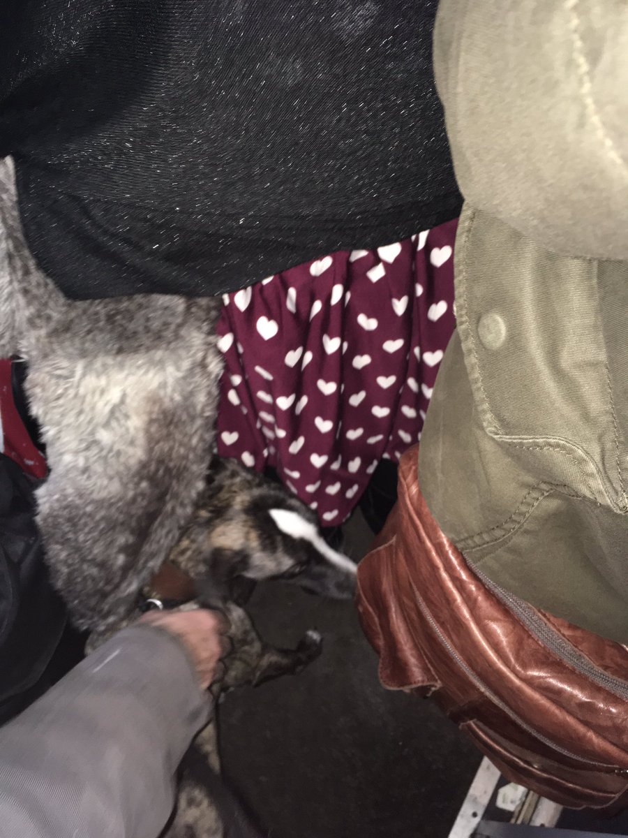 Thankyou @TPExpressTrains for forcing my whippet and the other people on this train to make friends. She's in there somewhere... ridiculous.