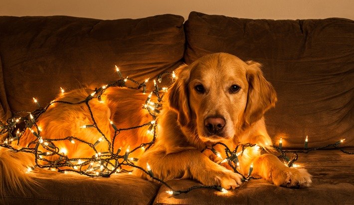 MontgomeryBank's tweet photo. 12 tips for safely decorating during the holiday season: https://t.co/0unCNVOYFq https://t.co/wR2npGHl8C