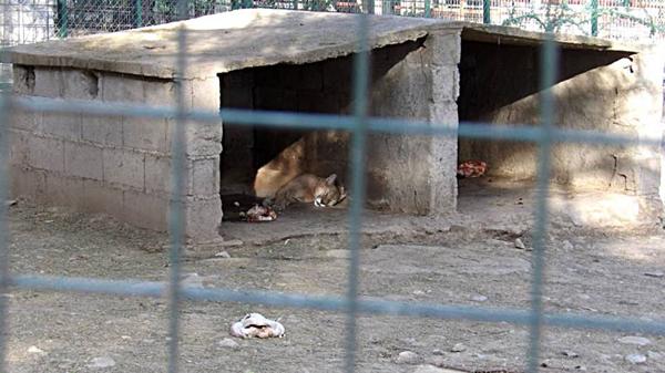 infobae's tweet photo. En La Rioja prohibieron los zoológicos y circos con animales https://t.co/E79owVC1W4 https://t.co/VnfCstA8kt