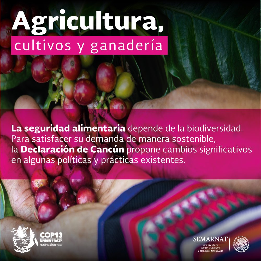 SEMARNAT_mx's tweet photo. Los países integrantes de @UNBiodiversity adoptan por unanimidad en la @COP13MX la Declaración de Cancún ➡️ https://t.co/Hqj1eZYDkW ✨👍🏻🌎🎉 https://t.co/60x6dsGXFd
