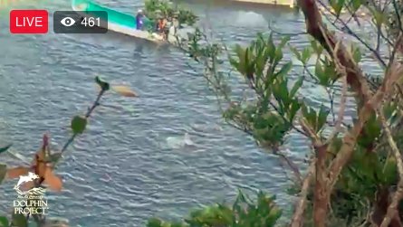 Dolphin Project (@dolphin_project) on Twitter photo Taiji: We are LIVE @ #TheCove with global ambassador <a href="/Maisie_Williams/">Maisie Williams</a> during drive of striped dolphins ☛ Watch on Facebook #DolphinProject Taiji: We are LIVE @ #TheCove with global ambassador <a href="/Maisie_Williams/">Maisie Williams</a> during drive of striped dolphins ☛ Watch on Facebook #DolphinProject
