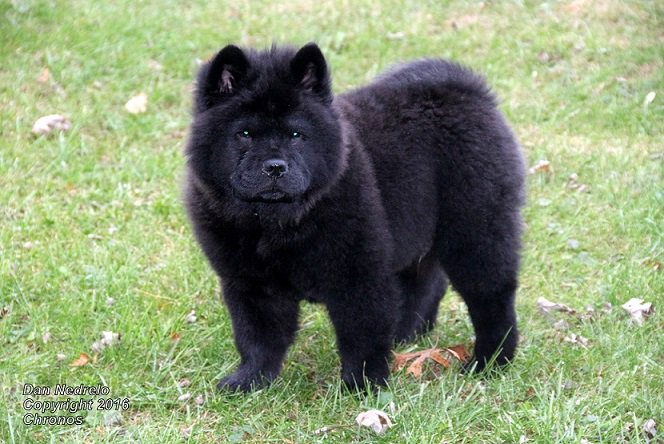 NedreloPhoto's tweet photo. Chronos Sav's 3mo old Black Chow... portrait session at Thanksgiving.. https://t.co/CRnWK200o8