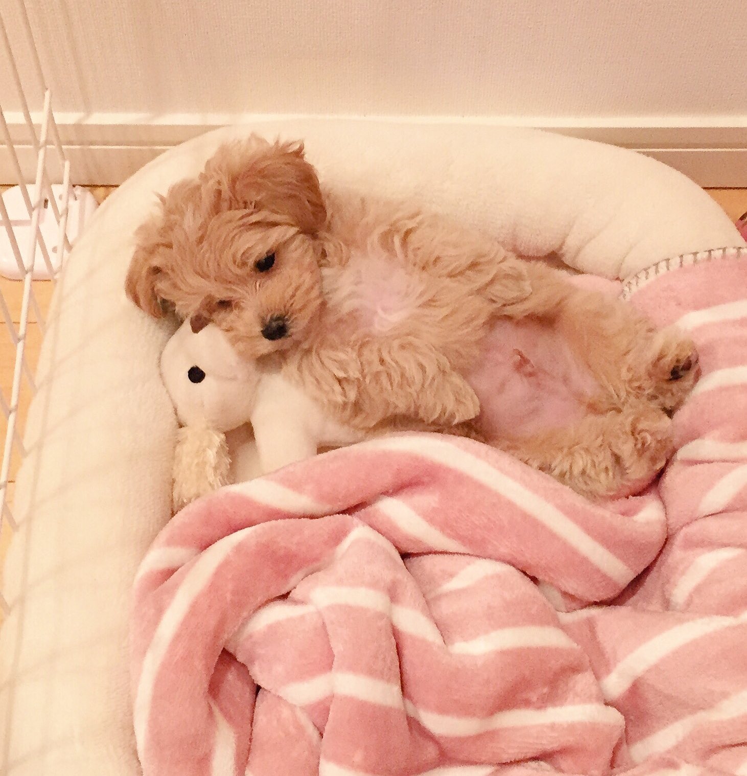 川栄李奈 この赤ちゃんから1年でこうなったミックス犬 マルプー 色違う 驚きの成長を遂げる ミックス犬あるある