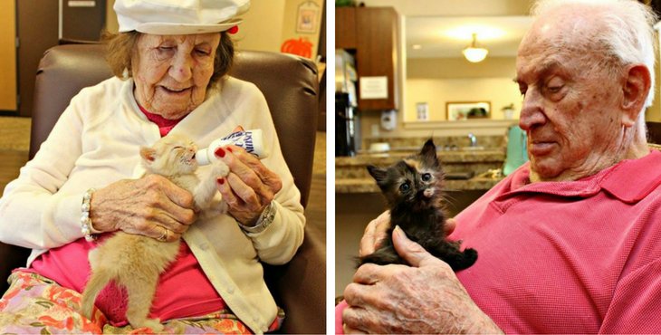 The Orphan Kittens Are Brought Into A Retirement Home To Brighten The Lives Of Its Residents holidogtimes.com/the-orphan-kit…