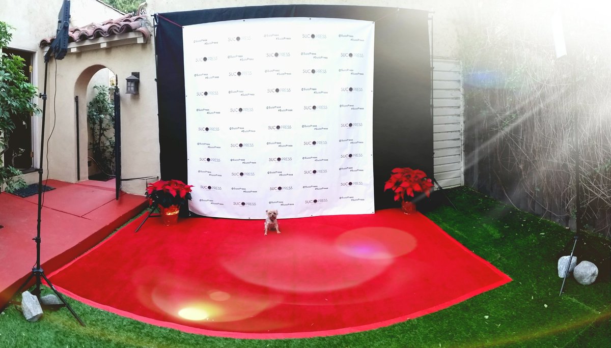SucoPress's tweet photo. The #Sucopress red carpet is ready. Our firts guest has arrived #Lucky 🐶 still recovering from his knee surgery is here. https://t.co/L0vnfvoWst