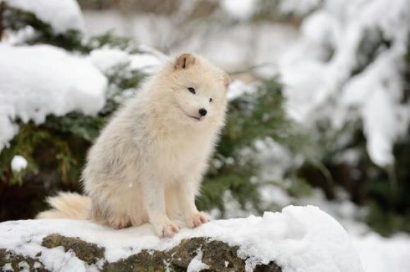PsiOmegaPhi's tweet photo. Because Christmas is right around the corner, here are some baby snow foxes https://t.co/35hPiAi1kb