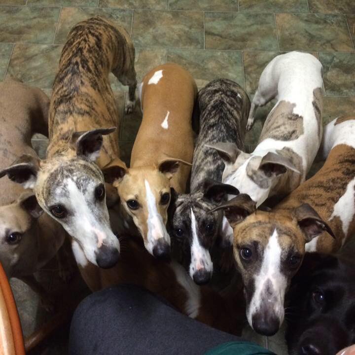 terraway's tweet photo. Live outside in concrete pens? I don't think so! They're my family. @JaalaPulford #amendthebill  @dogsvic https://t.co/JXcmb49EEm