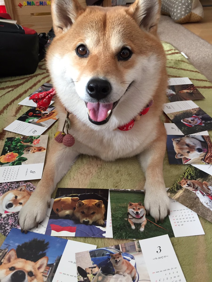 柴犬ハナ これは アタシのカレンダー