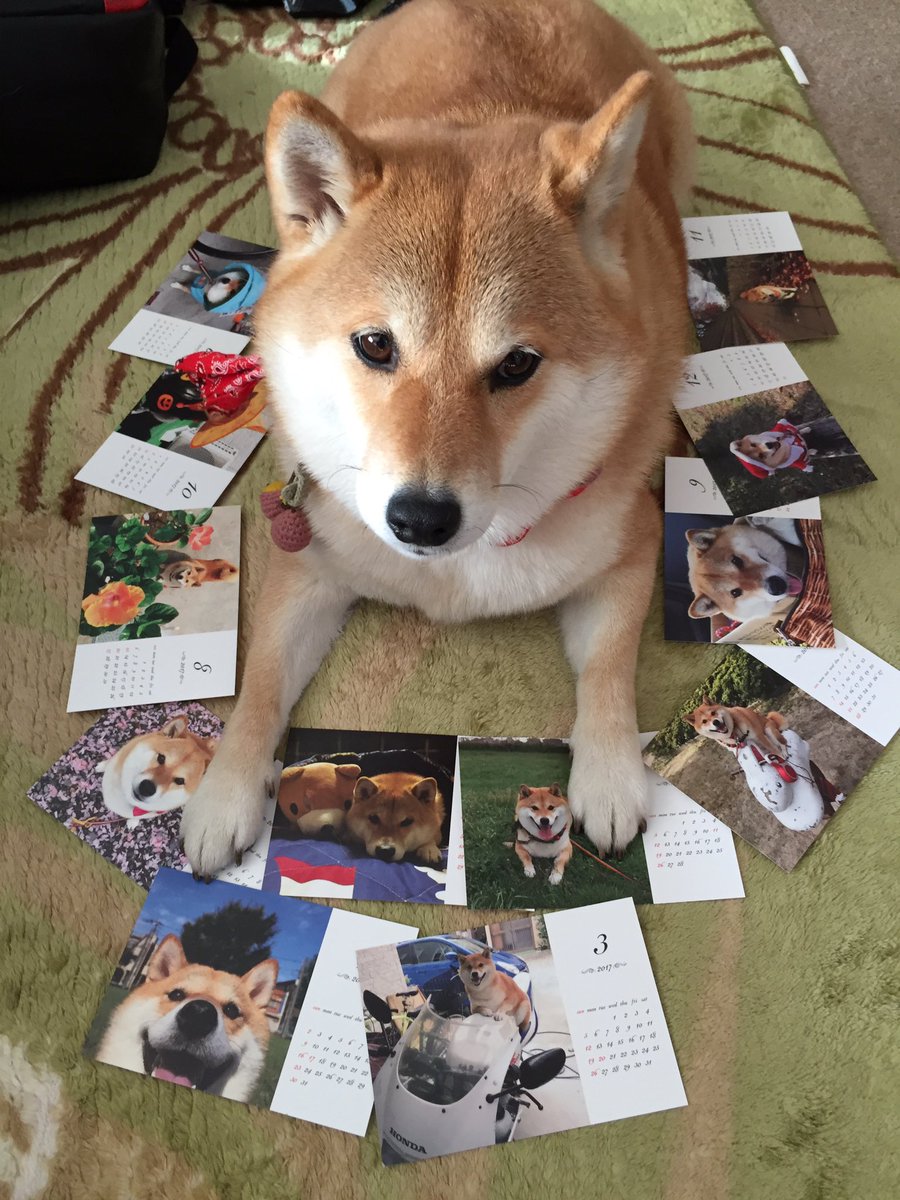 柴犬ハナ これは アタシのカレンダー