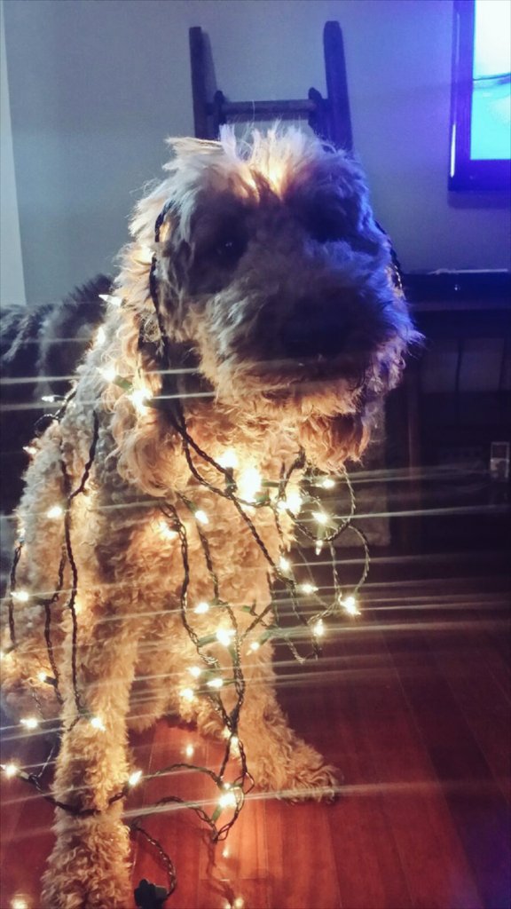 MrJTV's tweet photo. Did somebody say Christmas... https://t.co/RBSEQUNAHo