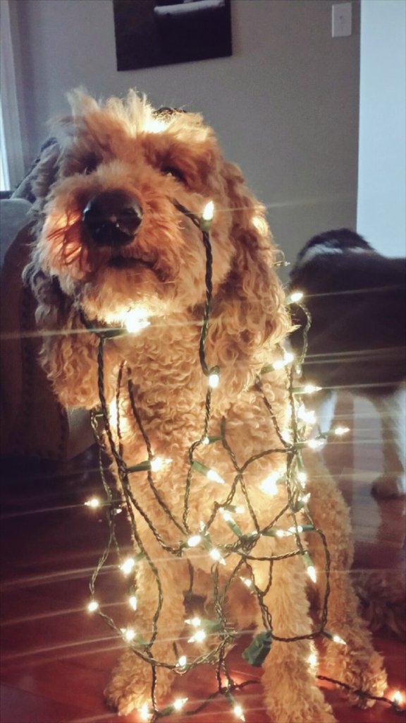 MrJTV's tweet photo. Did somebody say Christmas... https://t.co/RBSEQUNAHo