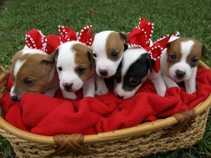 PuppiesWrldwide's tweet photo. " #Christmas is coming!" #doggy #dog #cute #adorable #precious #nature #animal #animals #puppy #puppies #life #petsagram #tagblender #dogs https://t.co/F0m5REOflY