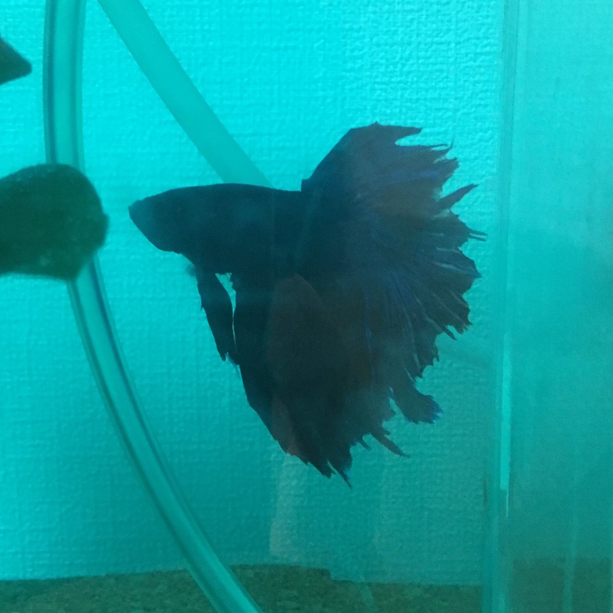 ベタ治療 ベタ治療