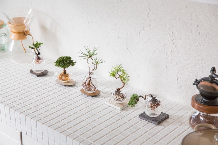 HydroponicsKit's tweet photo. Beautiful living artworks #aquaponics #bonsai https://t.co/xHzKRtv04l