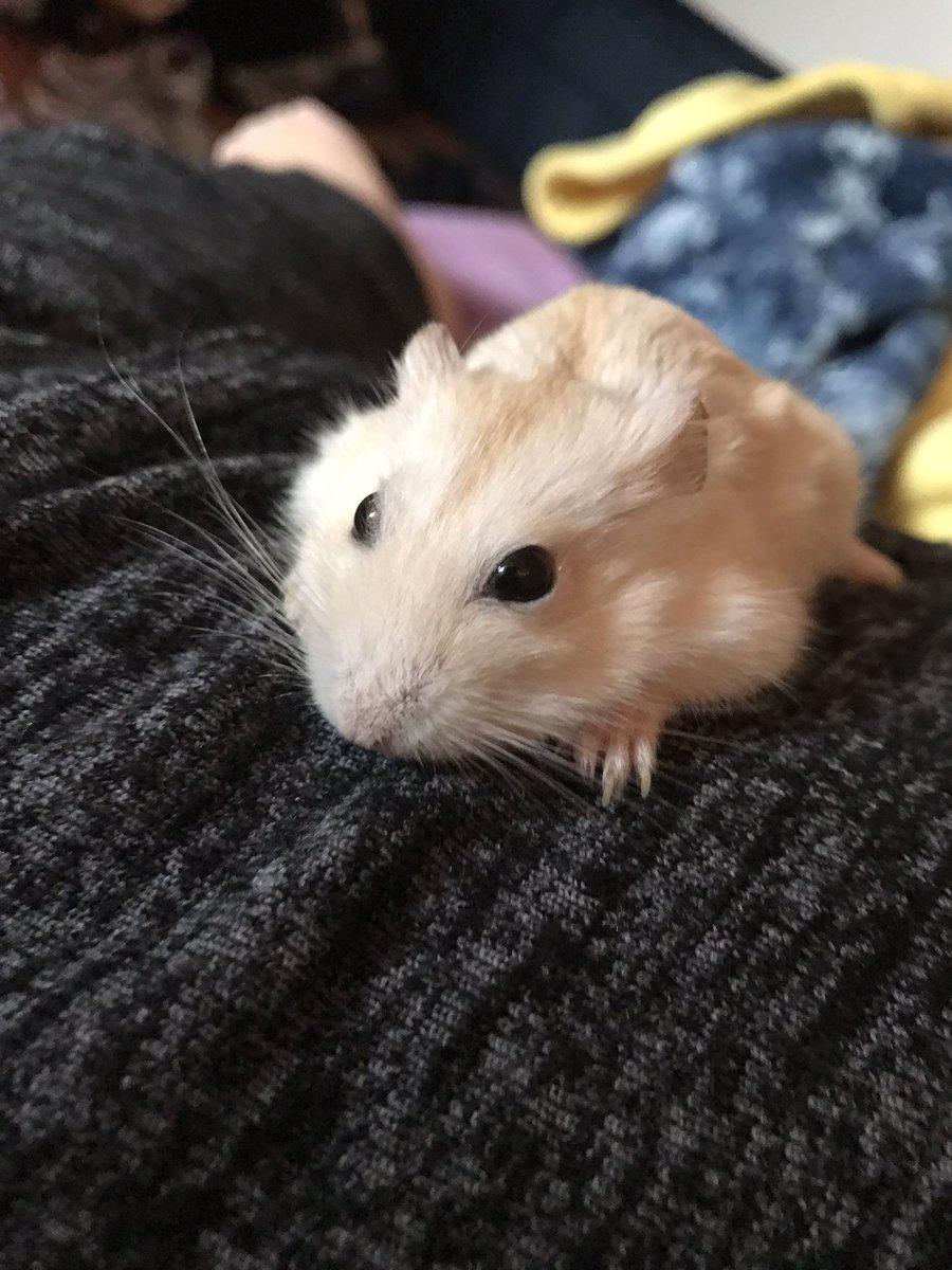 My BEAUTIFUL son #ilovehimsomuch #hamster
