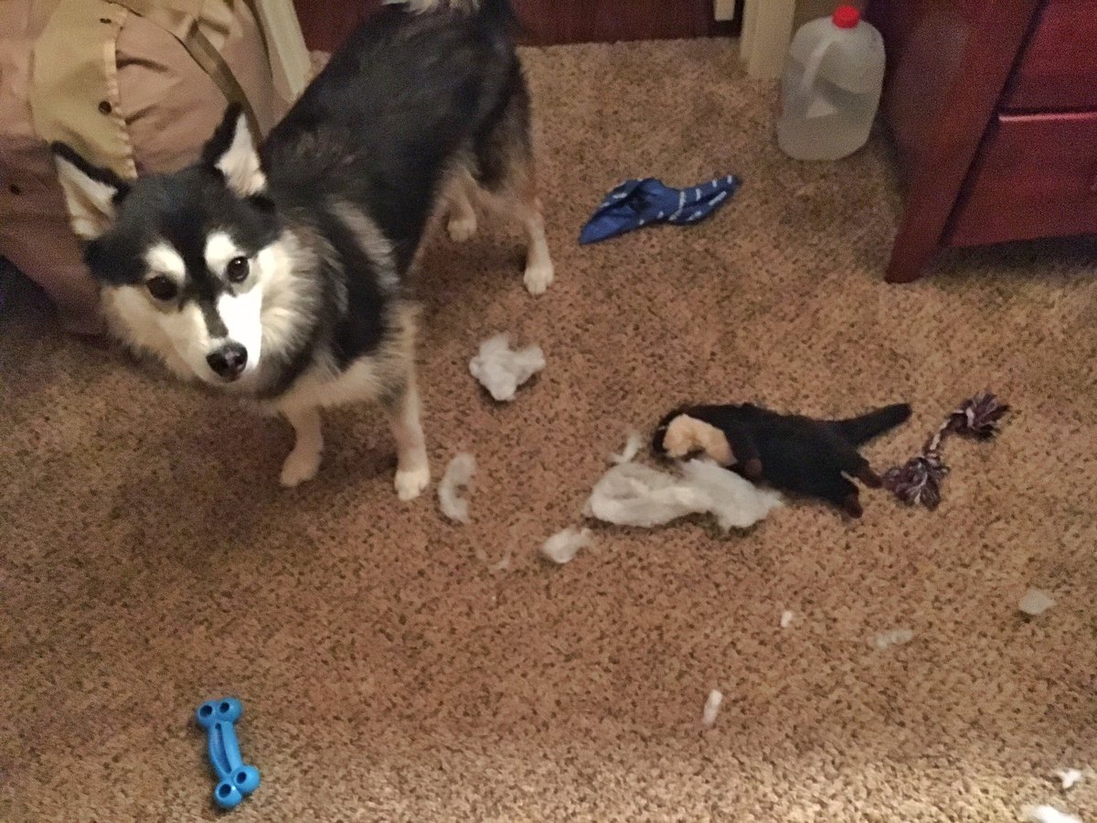 Misia_Pomsky's tweet photo. "This has nothing to do with you. Back away and forget about what you saw here" #sopranos #ToyMassacre #caught https://t.co/CoGWPAV7gH