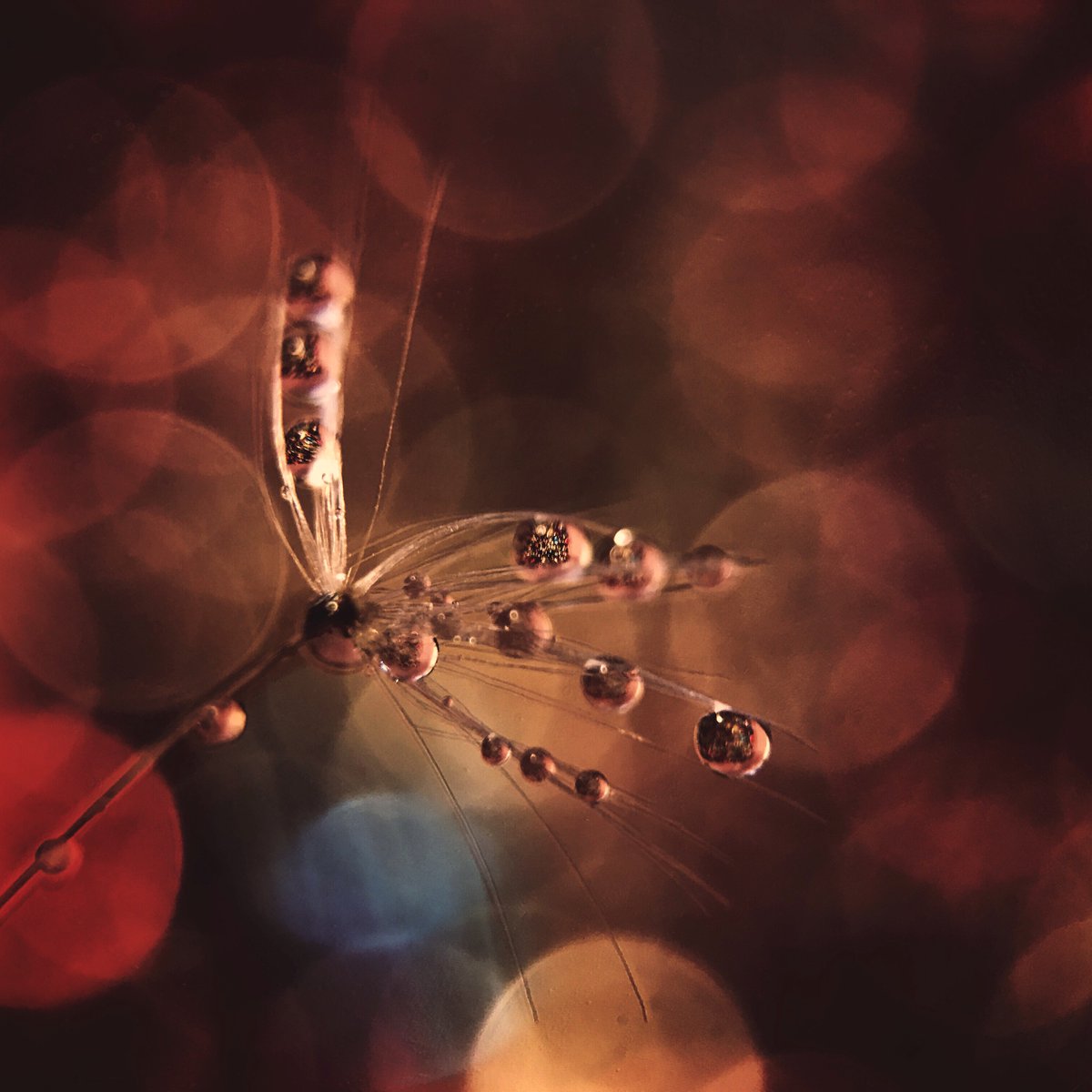 jillllian2's tweet image. Received my new #macropro #olloclip for my #iPhone7plus, today. I think I'm going to have fun with this new toy!!