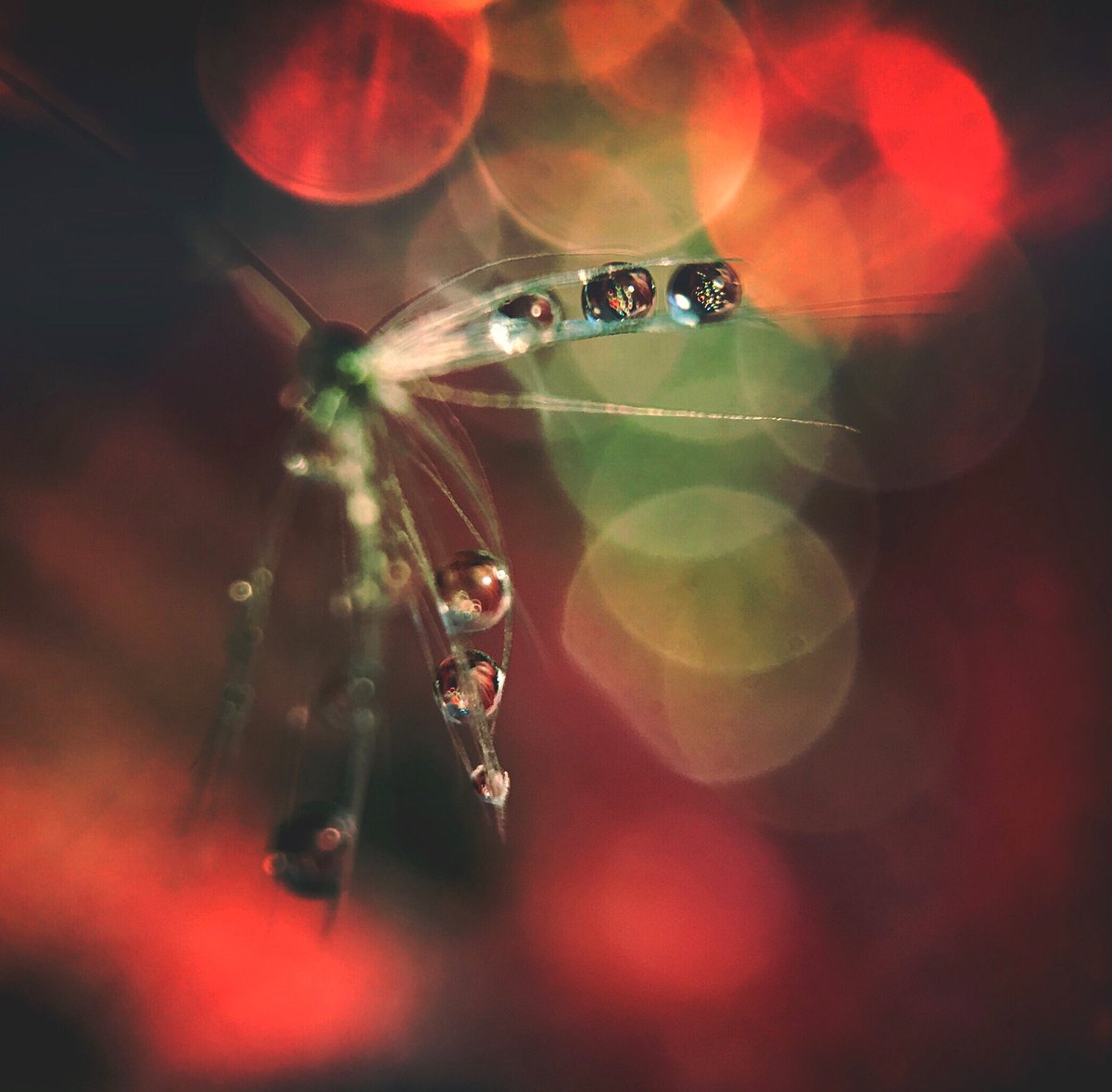 jillllian2's tweet image. Received my new #macropro #olloclip for my #iPhone7plus, today. I think I'm going to have fun with this new toy!!