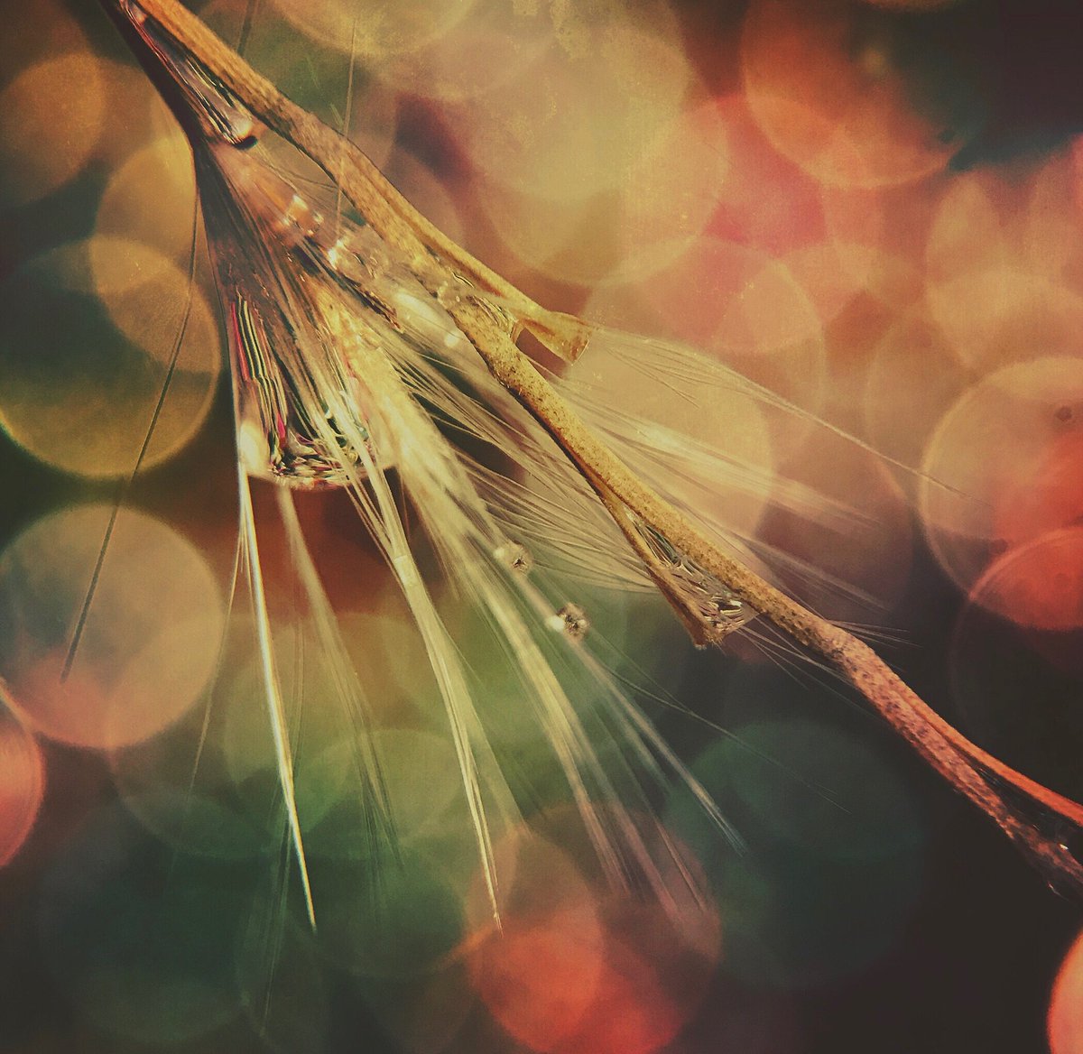 jillllian2's tweet image. Received my new #macropro #olloclip for my #iPhone7plus, today. I think I'm going to have fun with this new toy!!