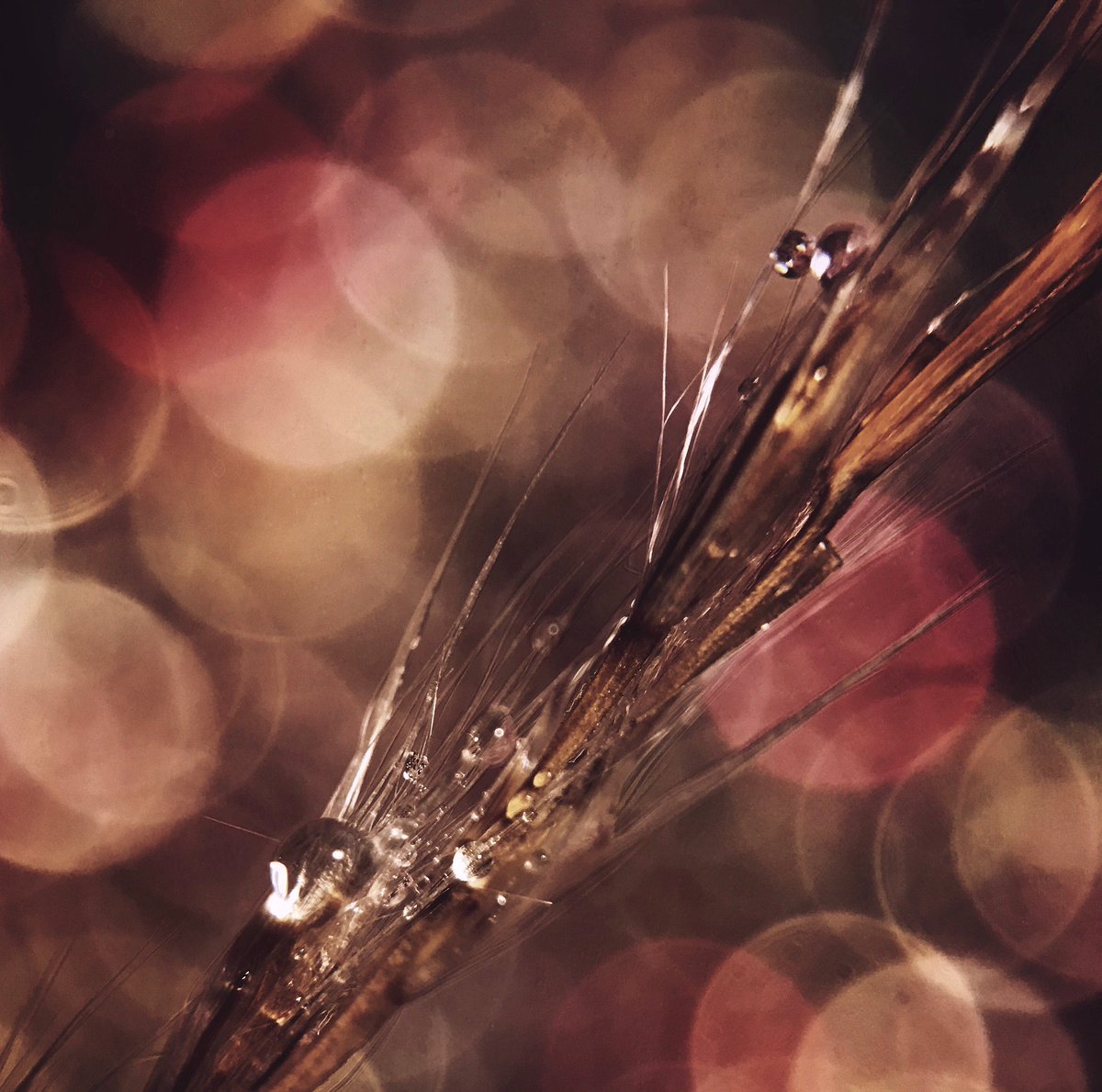 jillllian2's tweet image. Received my new #macropro #olloclip for my #iPhone7plus, today. I think I'm going to have fun with this new toy!!