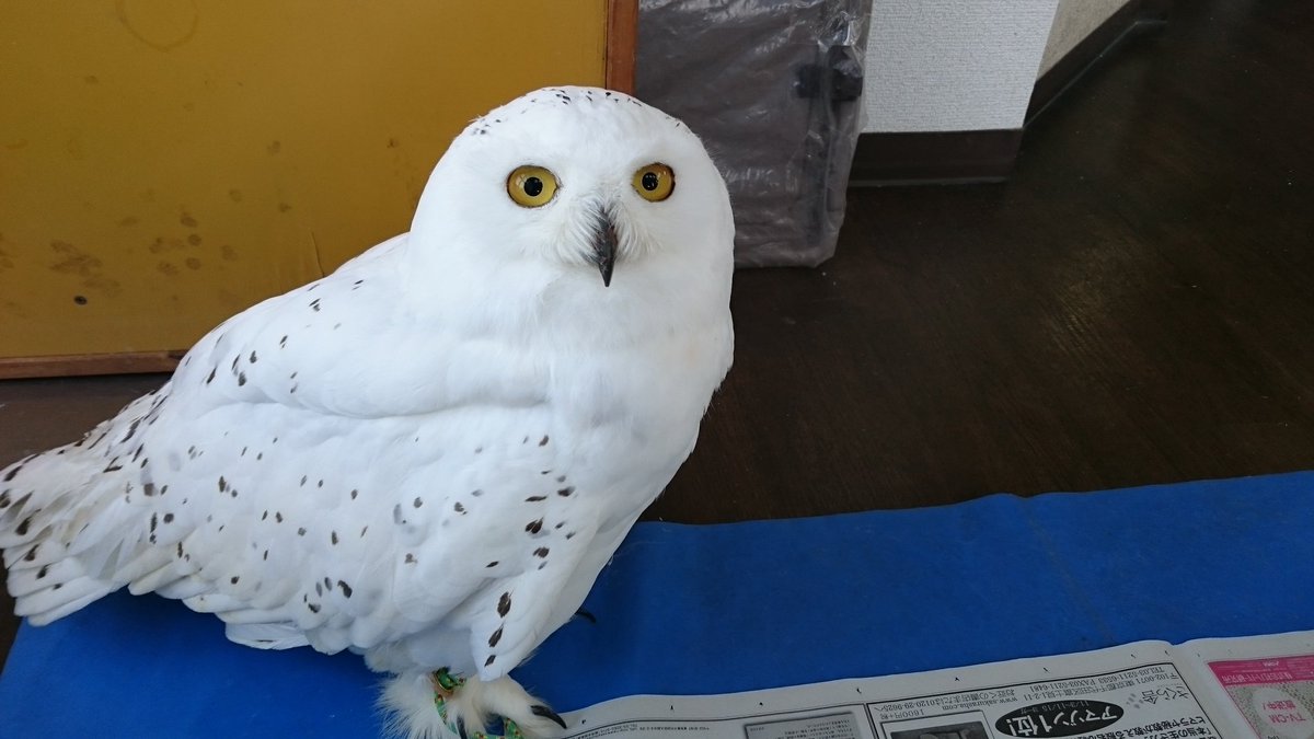 すべての花の画像 新鮮な白い フクロウ かわいい