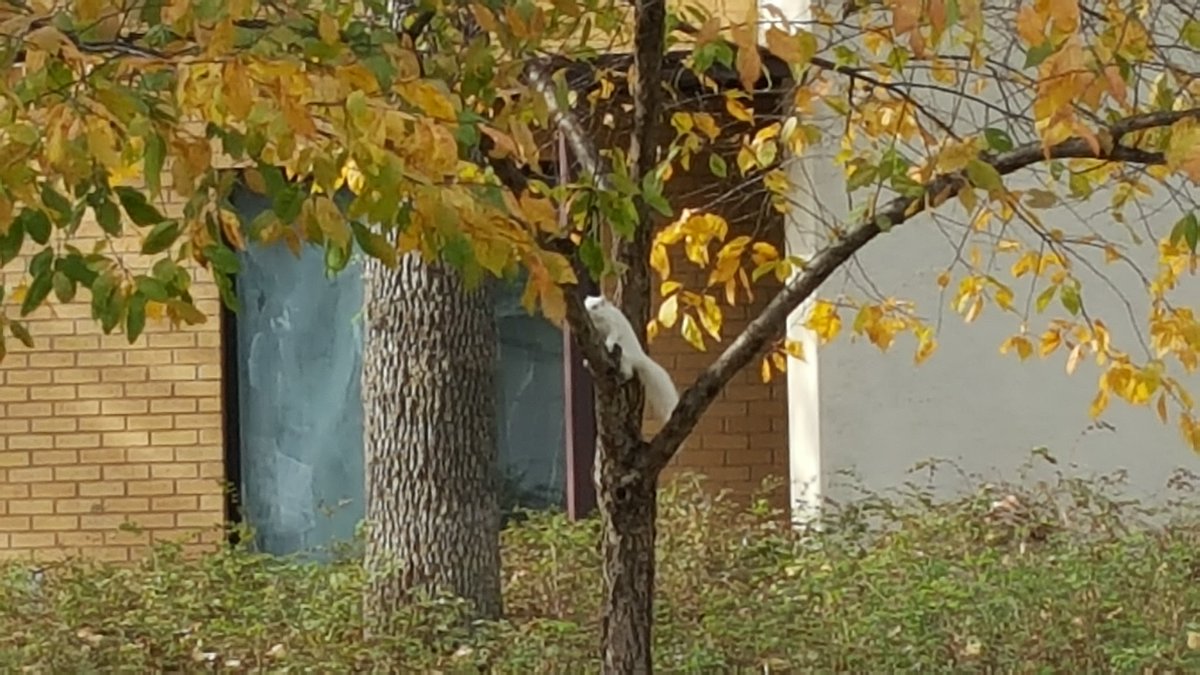 finprofmkw's tweet photo. One of UNT's albino squirrels bringing good luck just in time for finals. #UNTCOB @UNTPrez https://t.co/eWRfOunwP4
