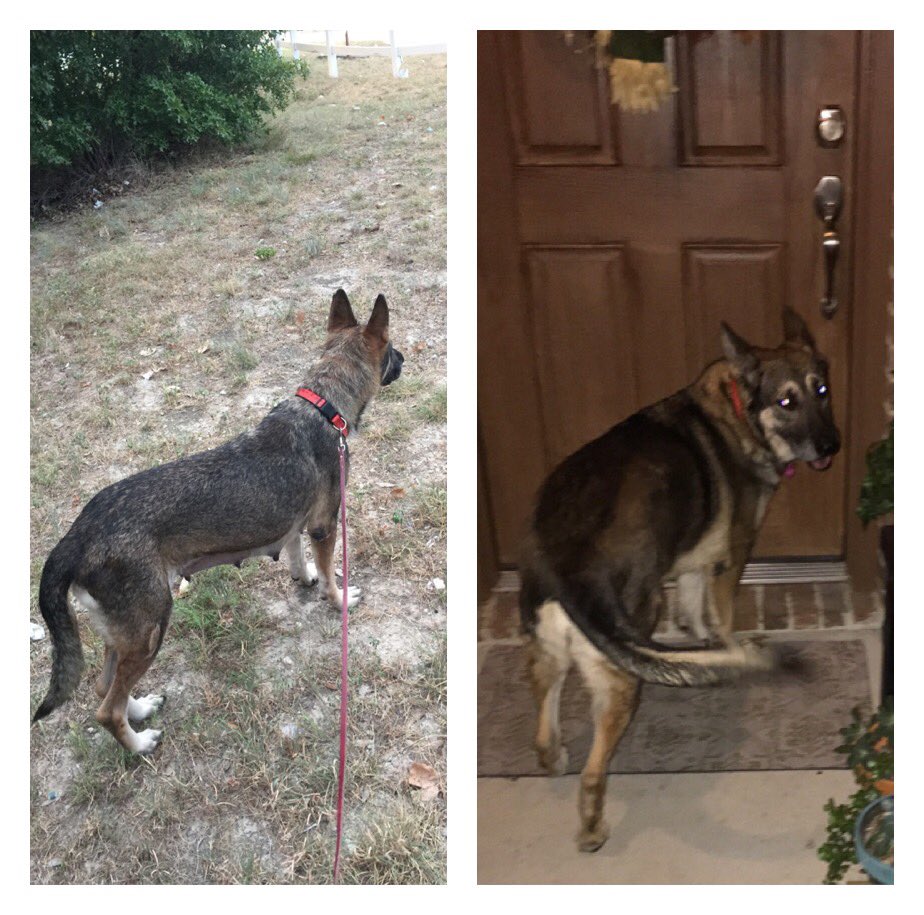 DFWRoxie's tweet image. From shelter dog to family dog! #AdoptDontShop #germanshepardsoftwitter @thecityofirving @KristinNBC5