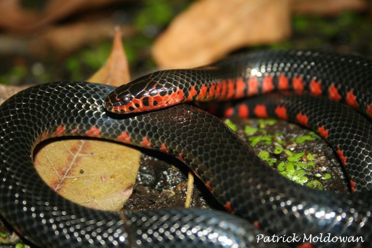 AlgonquinWRS's tweet photo. .@AlongsideWild, now look what you started! From one time we left our boreal haunts: Western #MudSnake (Farancia abacura) #ReignTheSwamp https://t.co/FIvVlETbuf
