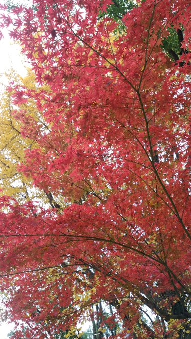 大阪城公園 紅葉17 混雑状況や現在の状況 画像や写真 ブログの情報 紅葉ガイド