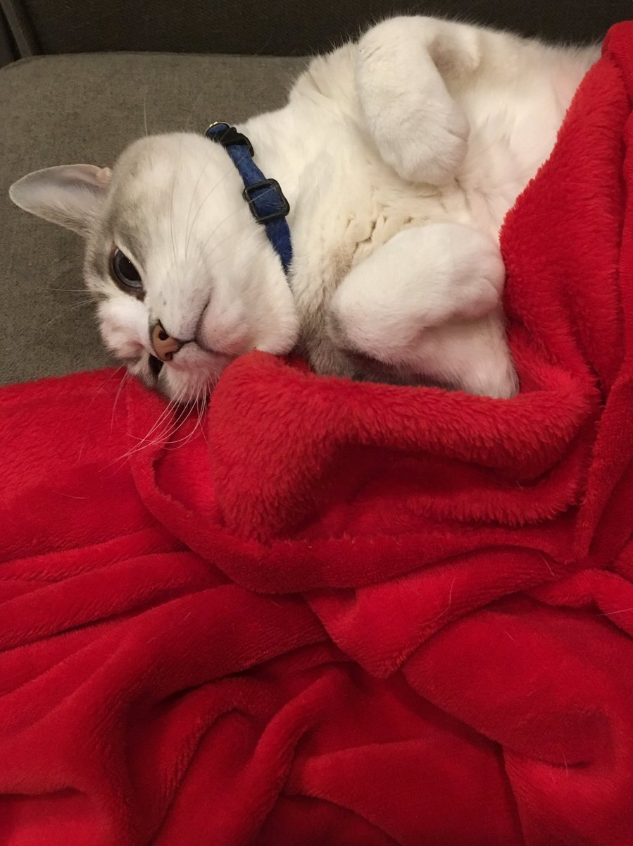 justredjess's tweet photo. Yup!! He's a #rottencat!! Lol!! So #spoiled!! https://t.co/mazAqMYruf