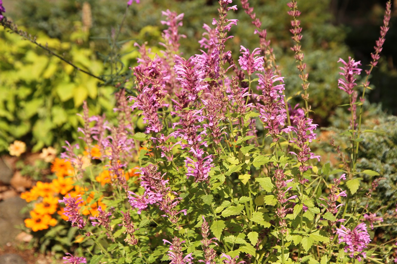 Twitter এ 神戸布引ハーブ園 公式 ハーブガイド本日の一押し アガスターシェ ボレロ シソ科 美しい葉と鮮やかな紫ピンクの花がお庭を彩っています 宿根草で育てやすく花期の長さも魅力です アニスヒソップの新しい改良種です 園内各所で様々な Twitter এ 神戸布引ハーブ園 公式 ハーブガイド本日の一押し アガスターシェ ボレロ シソ科 美しい葉と鮮やかな紫ピンクの花がお庭を彩っています 宿根草で育てやすく花期の長さも魅力です アニスヒソップの新しい改良種です 園内各所で様々な