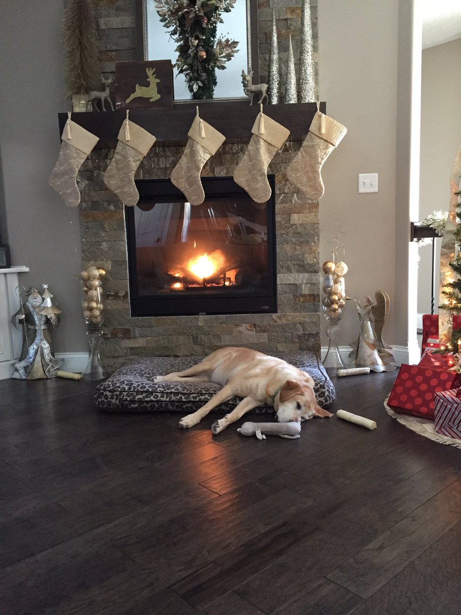 Gordyz224's tweet image. Great day to hang by the fire!! #lifeofjunebug #spoileddoglife