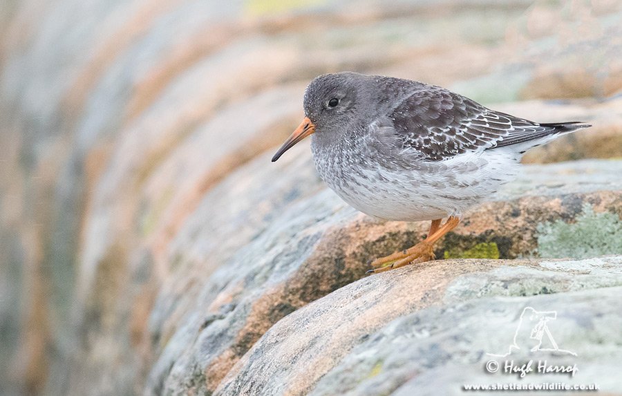 Purple Sandpiper photographed today on the Mousa ferry pier at Leebitton, Shetland.