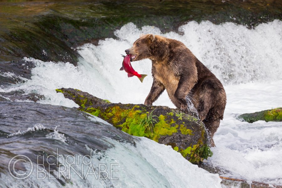 bernabephoto's tweet photo. "Day's Catch" Coastal brown bear and freshly caught sockeye salmon, Katmai National Park and Preserve, Alaska #wildlife #photography https://t.co/dnwh6mi5lT