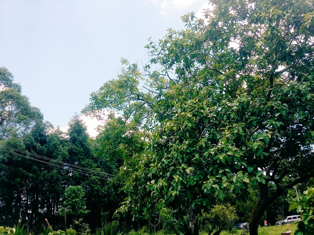 RDC🍃🌿 tweet media