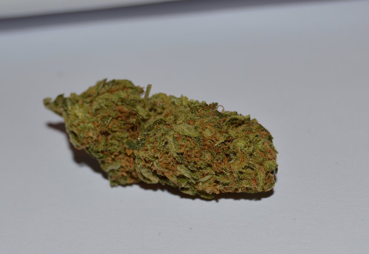 TreeAmigos420's tweet photo. Green Crack #Sativa https://t.co/3J4kqj6SCR