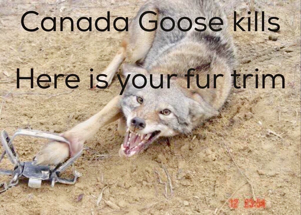 <a href="/BaileyBee24/">Bailey B</a> @CanadaGooseInc Not only does #Canadagoose body Shame ..they torture &amp; murder geese &amp; coyotes for their inhumane ugly coats!