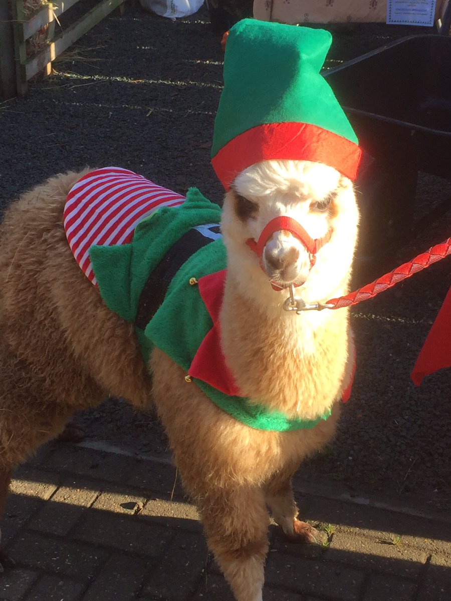 Another good day at D&amp;S Supplies Winkleigh with Edward the Elfpaca #alpaca  #santa #elf #dayoutindevon