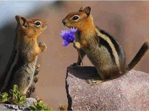 السنجاب هو الكائن الوحيد الذي يهدي حبيبته الورود دائما بلا مناسبات
مساء الورد أصدقاء 🌺🌹🍀🌸🌼🌻🌺🌹