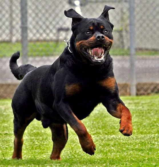  ,     rottweiler 