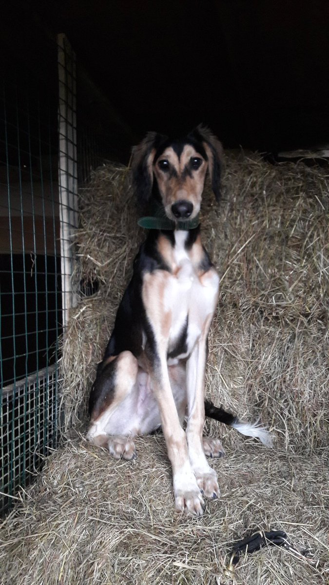 JabMove's tweet image. Igi...( swift igi of lanark)....24" tts..only 6 month old boxing day....