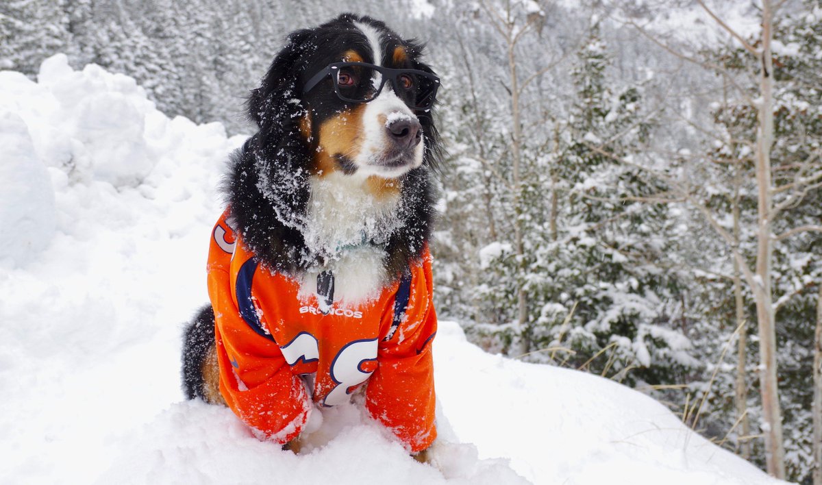 von miller dog jersey