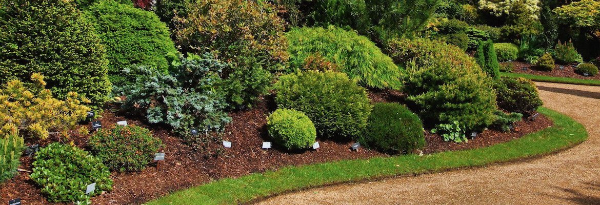 ArboristNow's tweet image. Looking for the best in shrub pruning services in San Francisco? Call Arborist Now! ow.ly/c29F307312B #shrubpruning #hedges