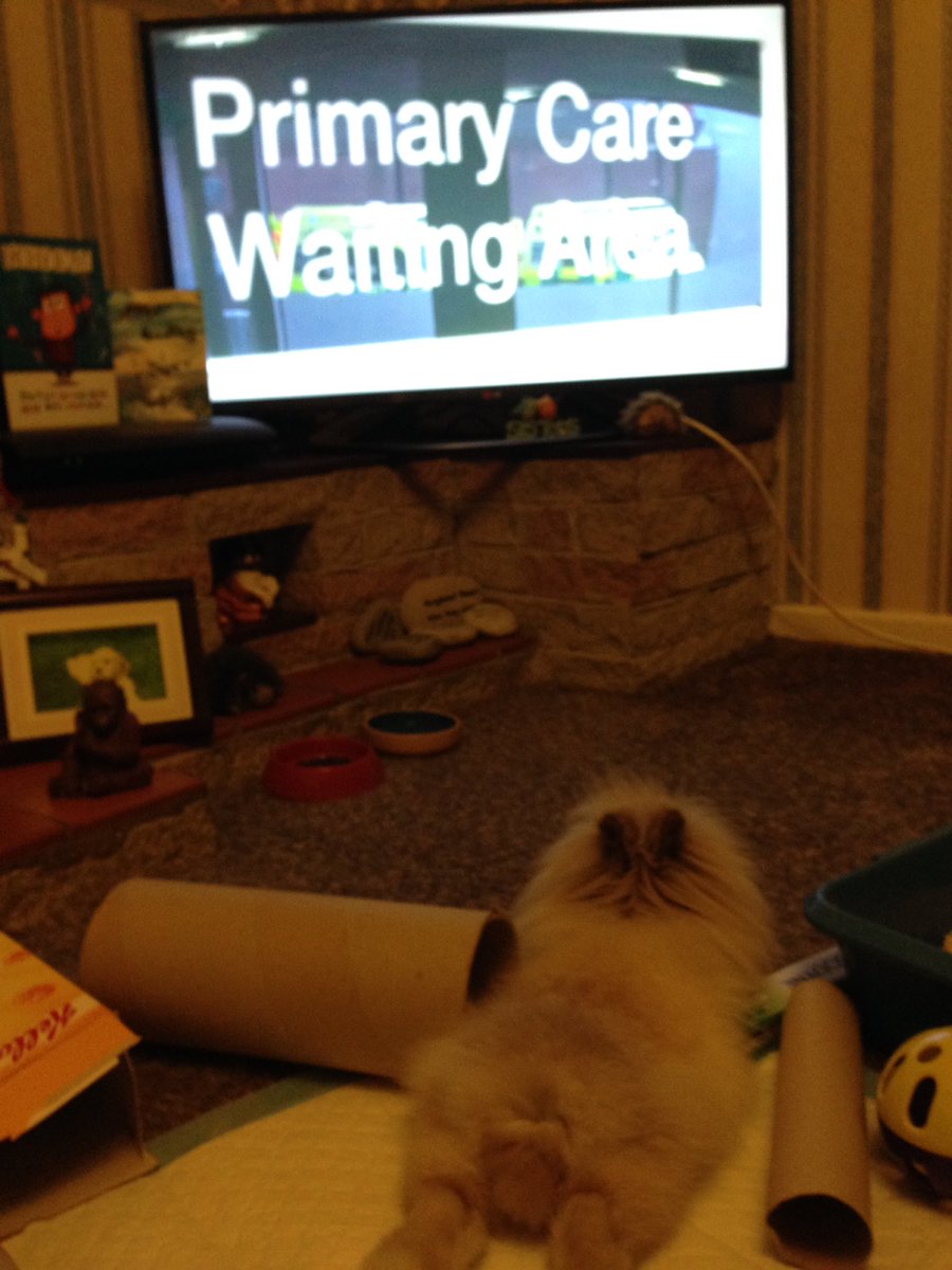 JulieFruitbat1's tweet photo. Barnaby watching tv https://t.co/zMYATR8x5z