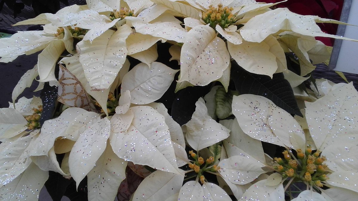 ParksRetail's tweet image. The colors of Christmas are not always red...our pinks and whites look great for New Years too and they are now on sale for 10% off!