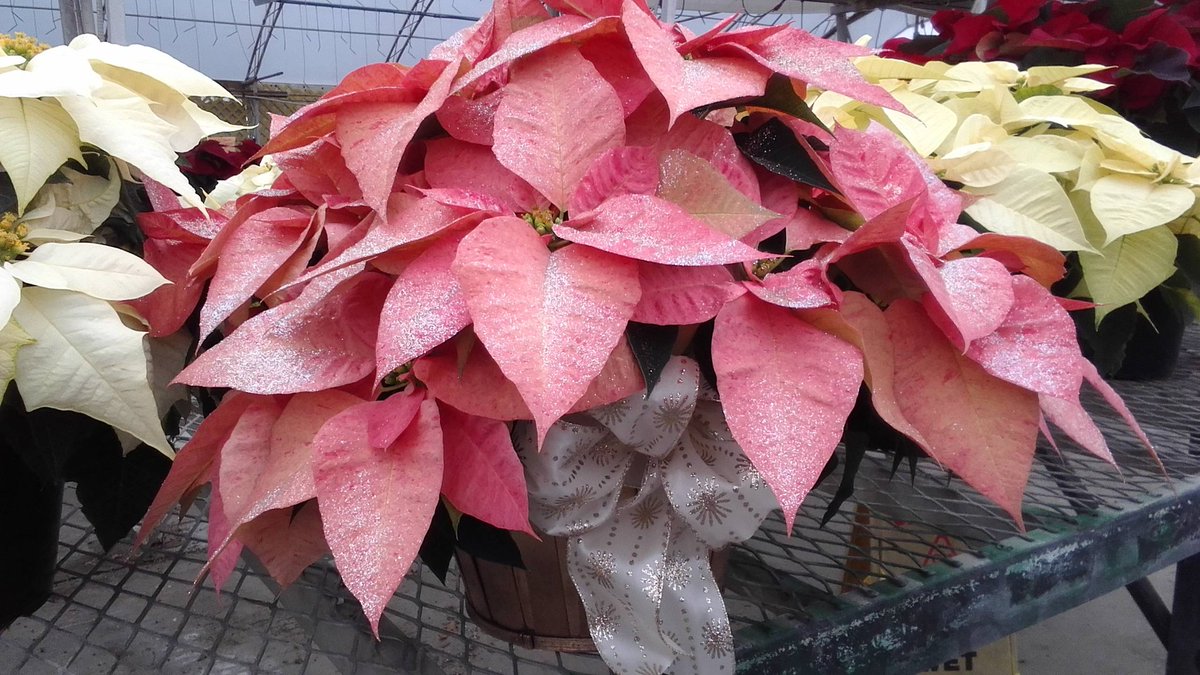 ParksRetail's tweet image. The colors of Christmas are not always red...our pinks and whites look great for New Years too and they are now on sale for 10% off!